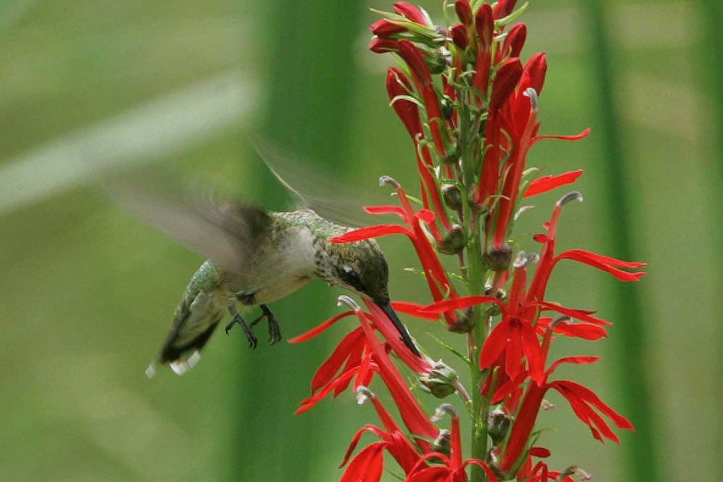 Ruby-throated Hummingbird at Cardinal Flower by Bill Buchanan/U. S. Fish and Wildlife Service - Northeast Region is marked with Public Domain Mark 1.0.